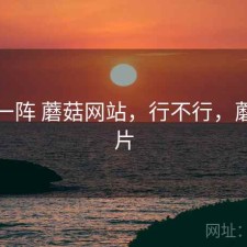 用了一阵 蘑菇网站，行不行，蘑菇网片